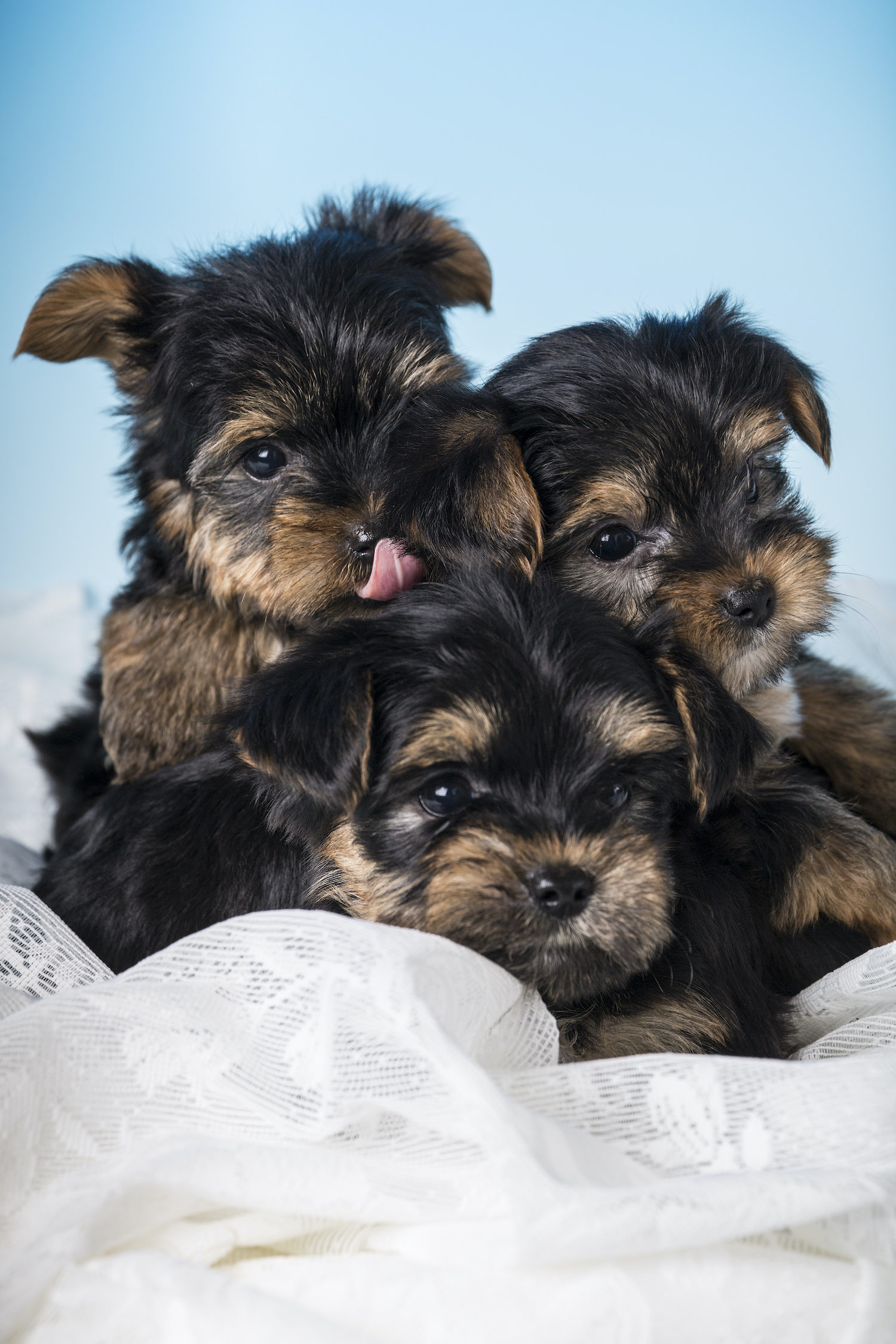 Why the Best Puppies for Sale in Boca Raton Are at Love My Puppy Love