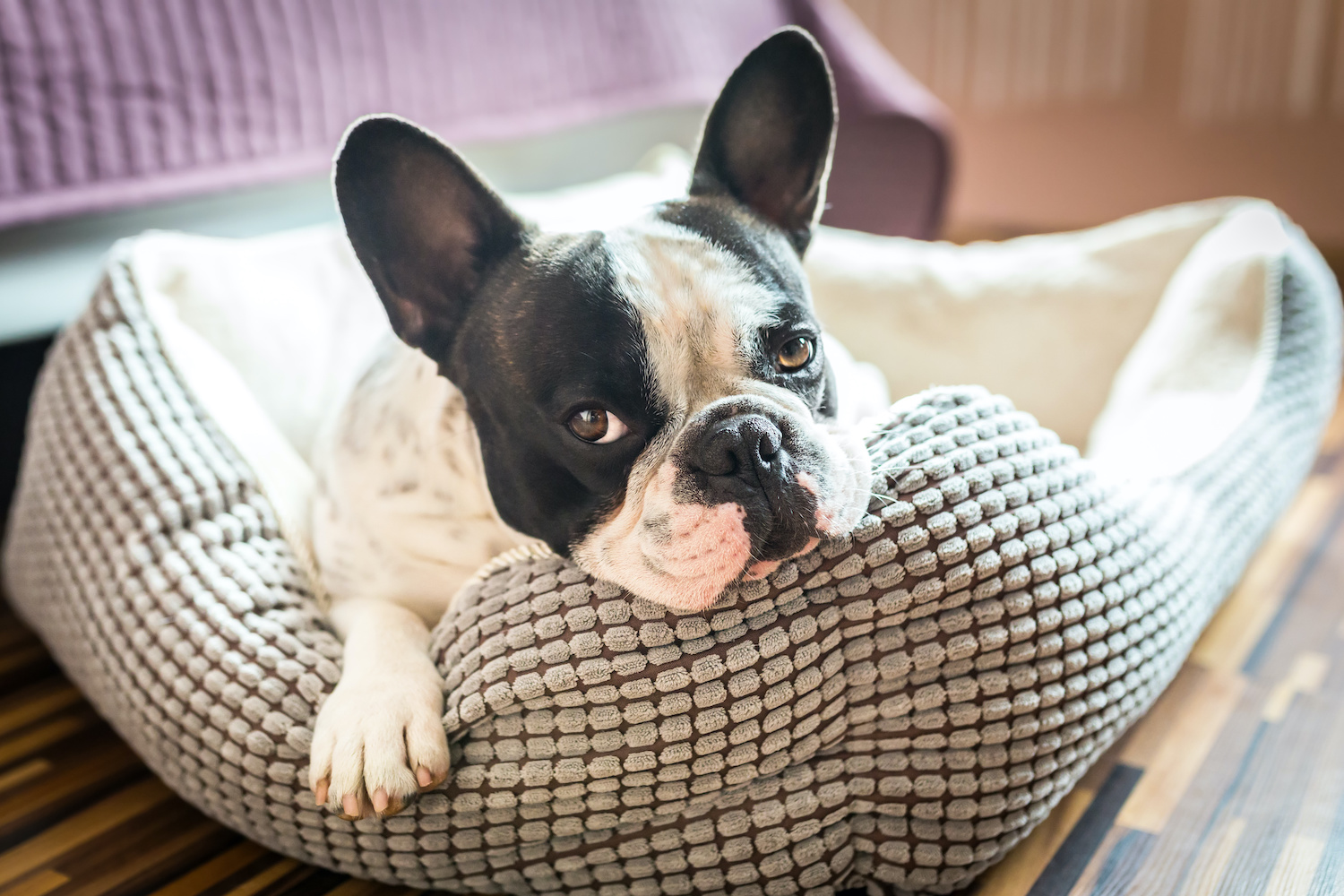 How to Choose a Dog Bed Helpful Tips to Find the Best One for Your Fur