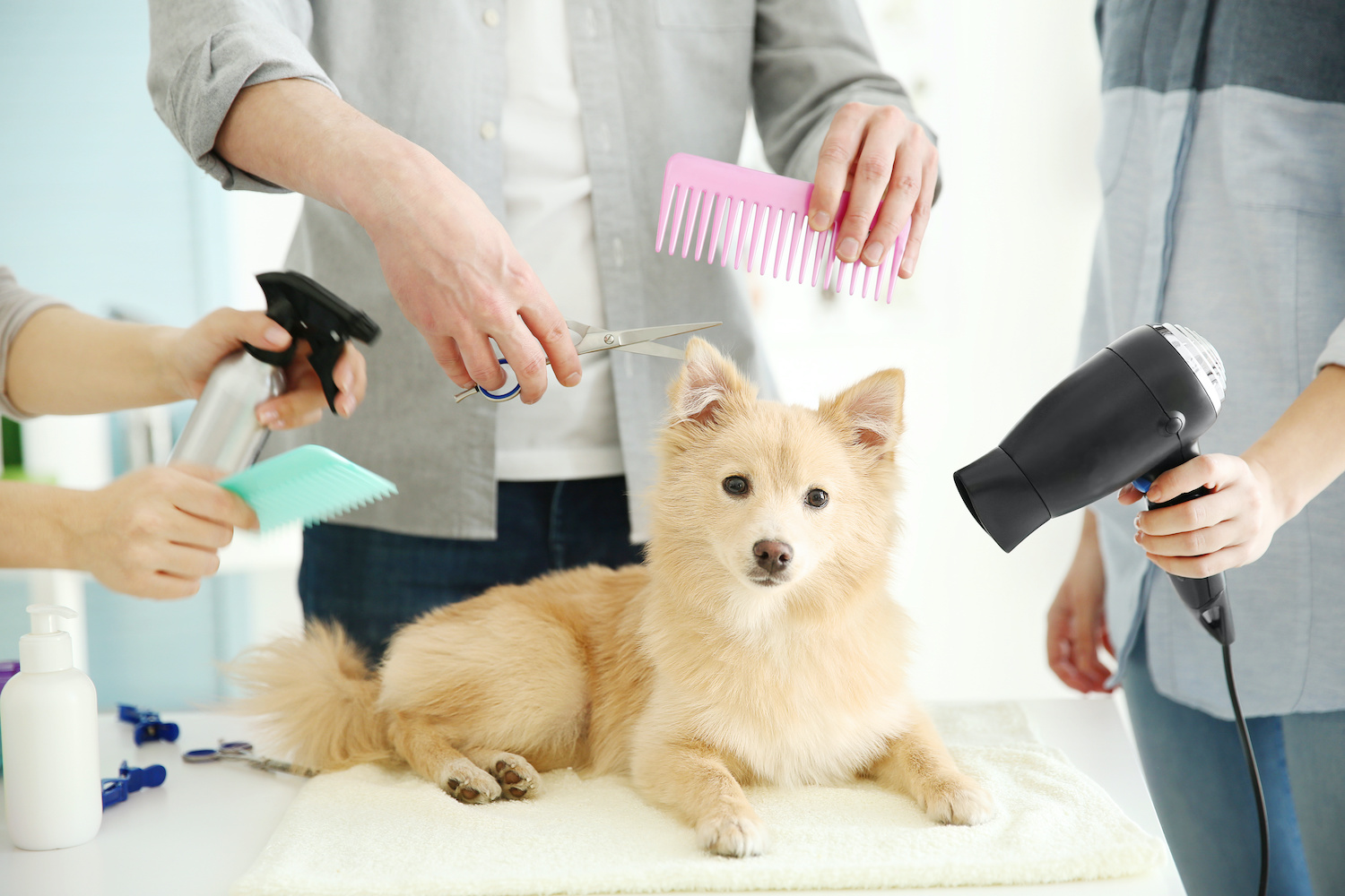 Pet Groomer Questions