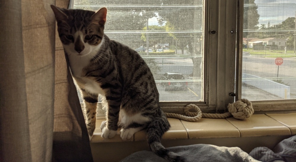 Why Is My Cat Pooping Outside Their Litter Box And How To Stop It