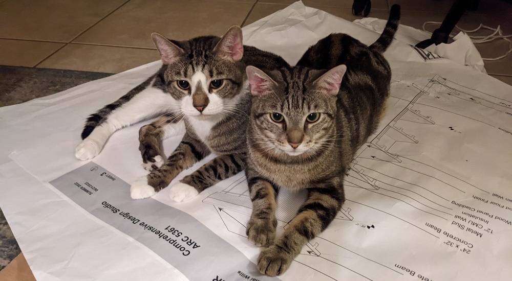 My Cat Is Obsessed With Me, Now What? » Love of Paws