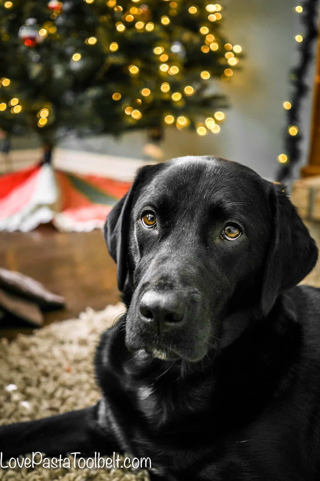 Stocking Stuffer Ideas for Your Dog Love, Pasta, and a Tool Belt