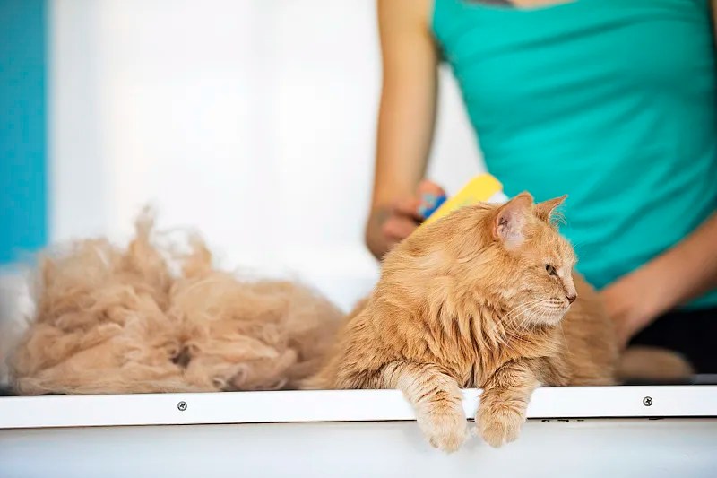 Best Comb for LongHaired Cats Unveiling the Secrets to Grooming