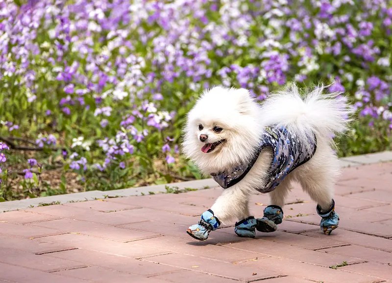 Should Dogs Wear Shoes The Ultimate Guide to Dog Footwear