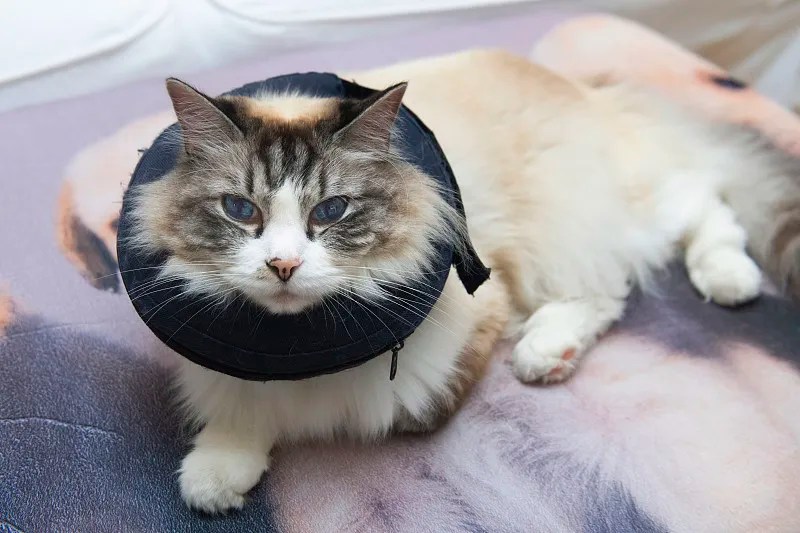 What Are Pet Cones For？ Pet Supplies,Pet Stores