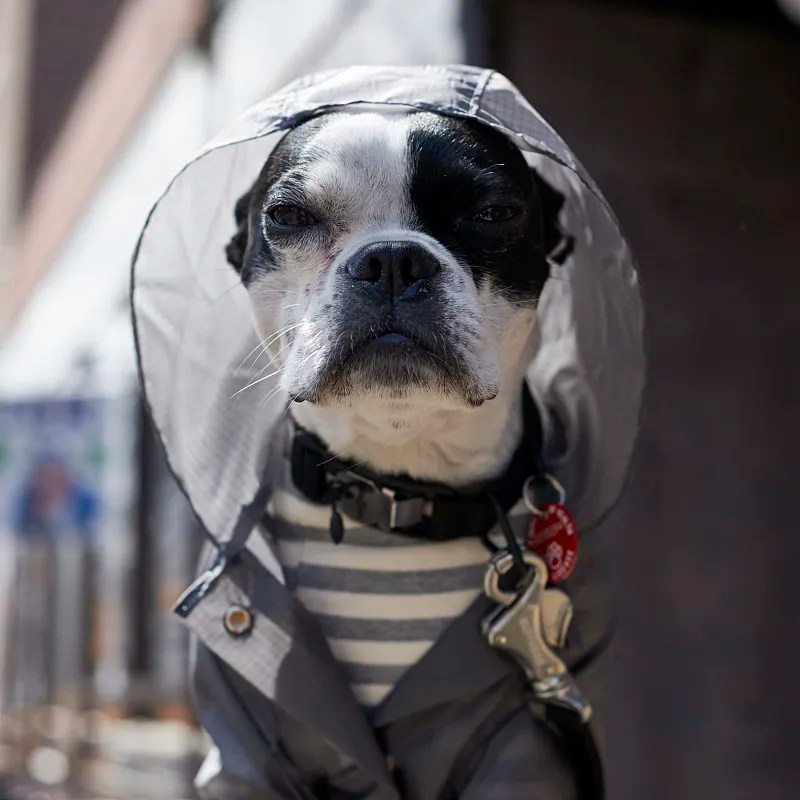 Should dogs wear dog collars? Weighing the Pros and Cons Pet Supplies