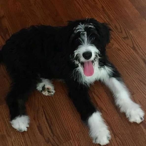 Do Bernedoodles Shed? Lover Doodles