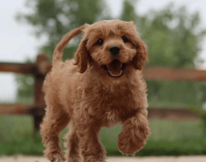 Are Labradoodles Good Hunting Dogs?