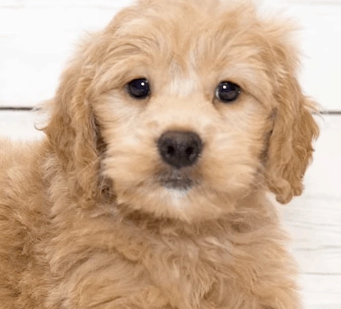 Are Goldendoodles High Maintenance? Lover Doodles