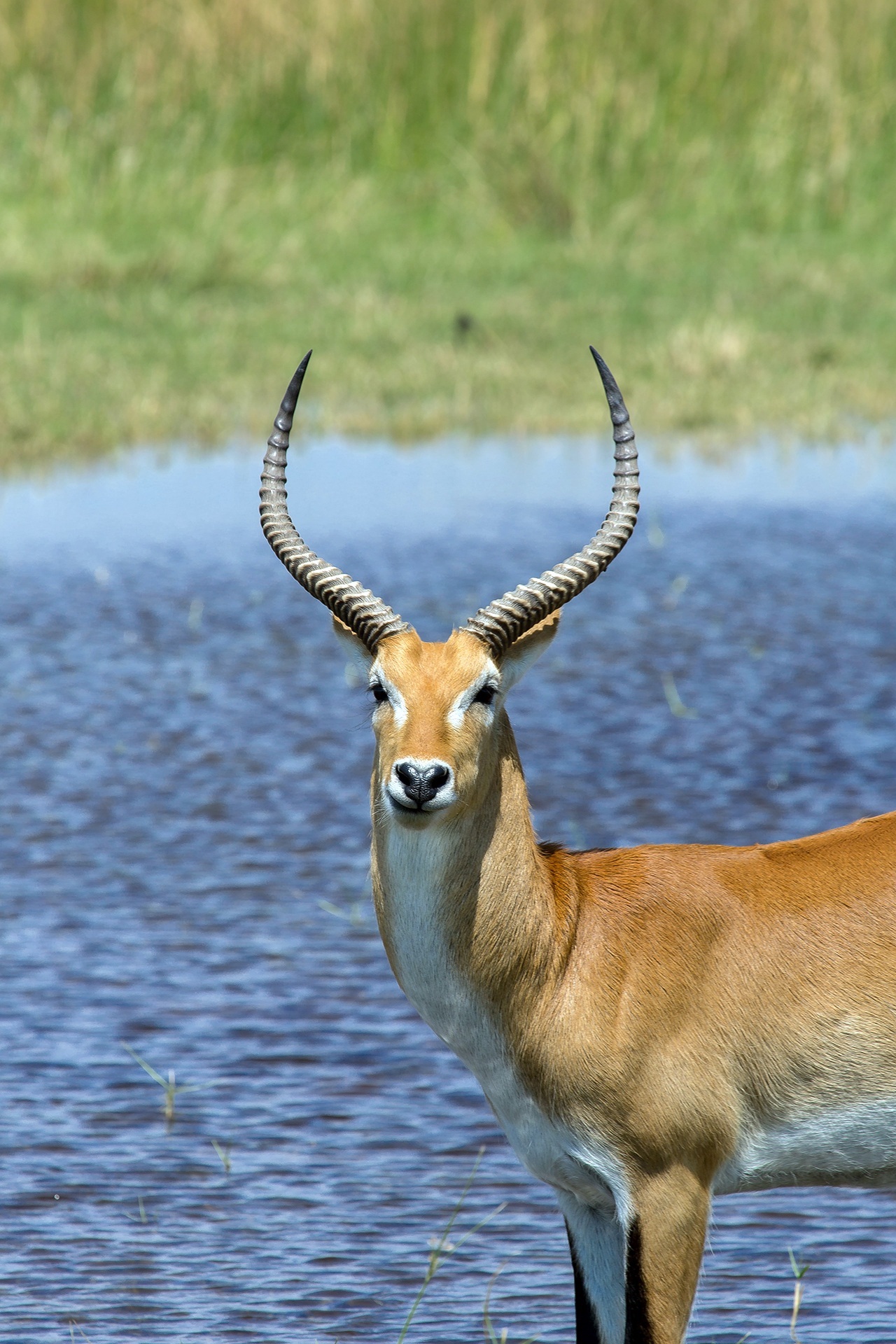 Uganda’s National Animal Uganda Kob