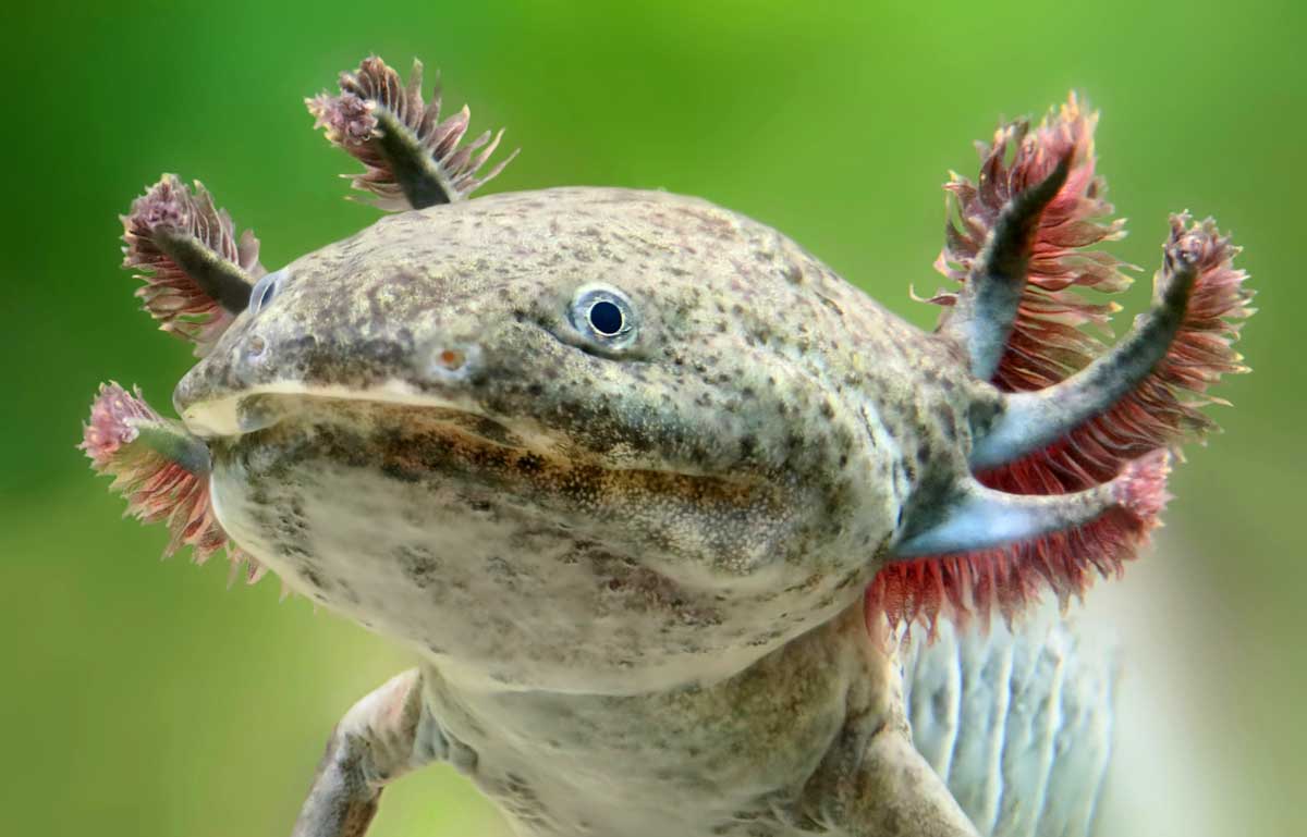 Complete Axolotl Care Guide How to Keep Axolotls Healthy Love The