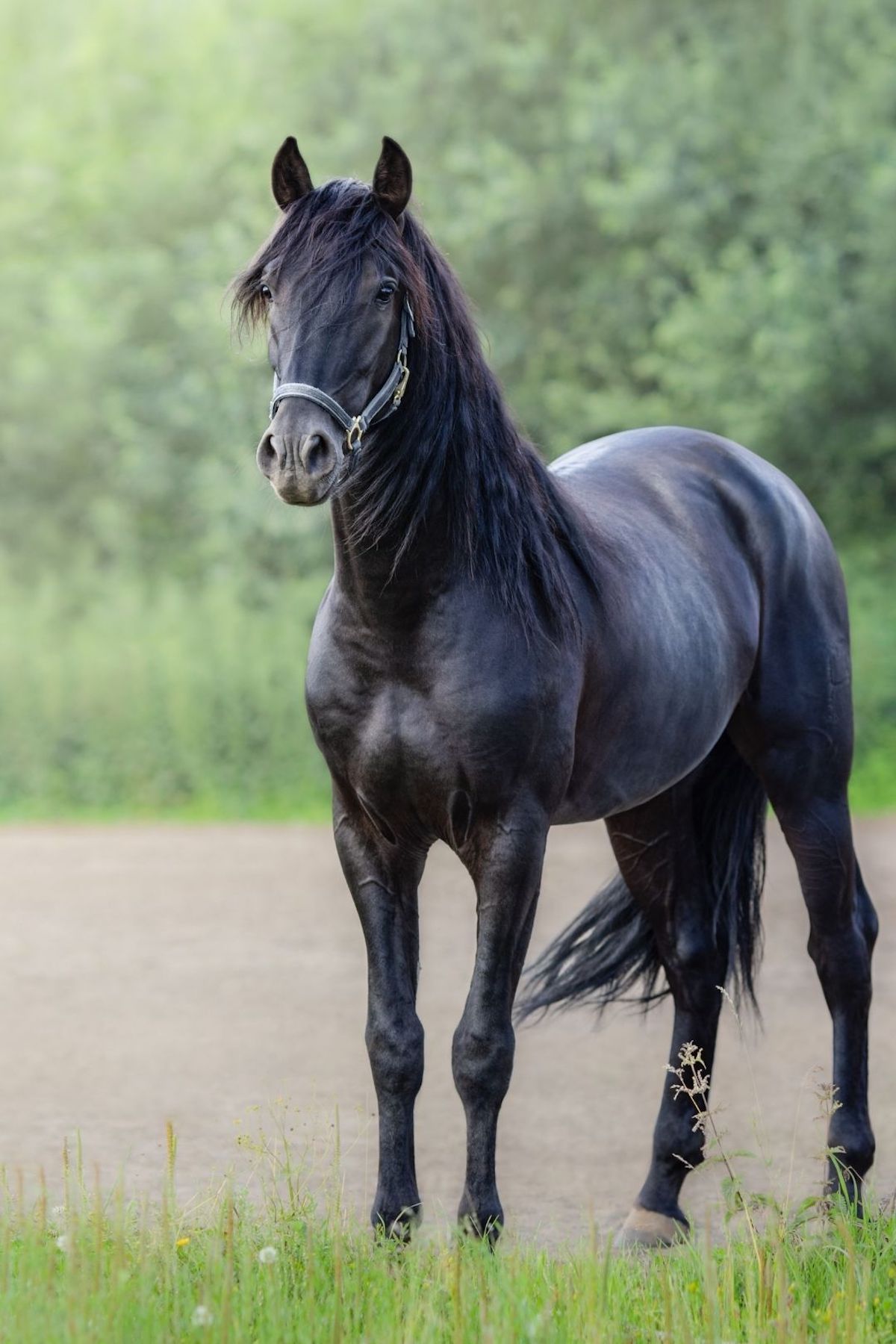 The Azteca Horse Love the Energy
