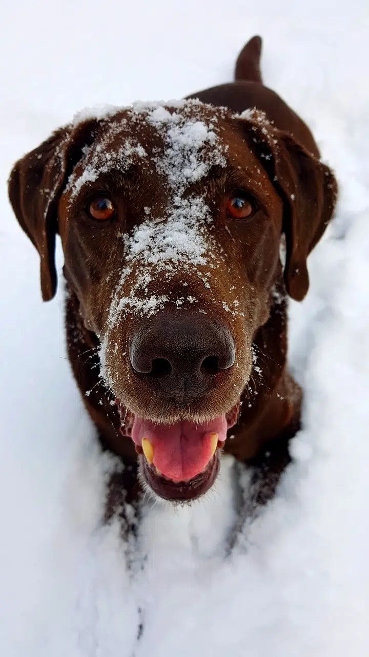 How Cold Is Too Cold For Labradors? The Icy Truth