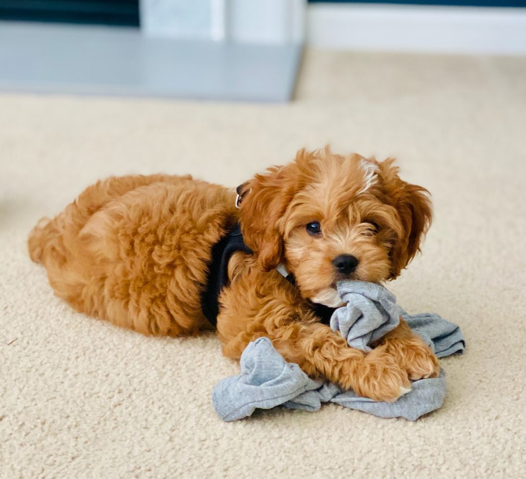 Windy Acres Puppies Puppy Mill Assemblystatelegislatures