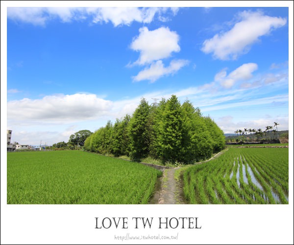 【台中景點】落羽松秘境版～翠綠新葉的落羽松不用出國就像在國外！