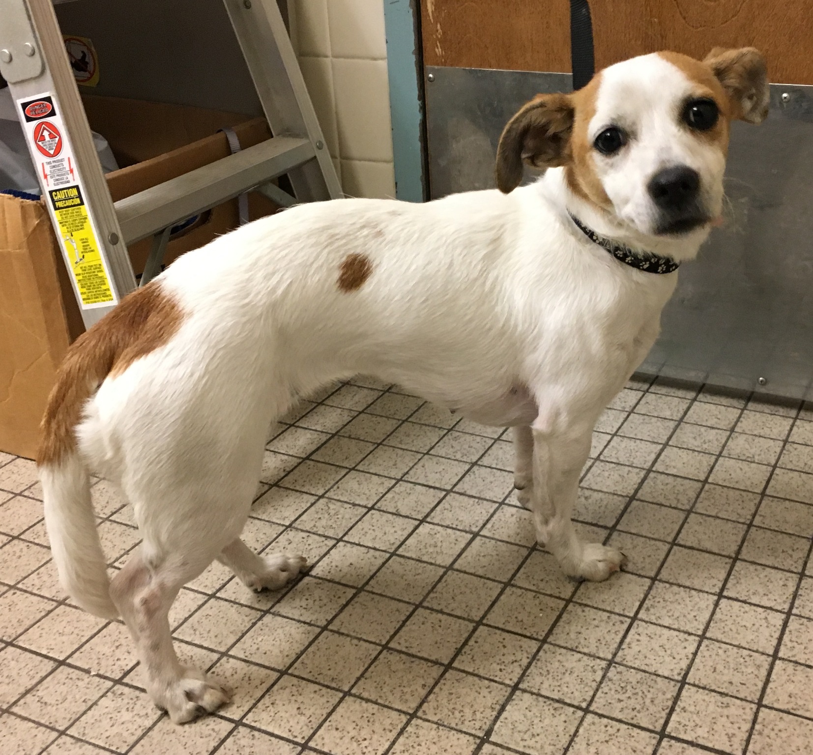 Savannah (D0197) WOOF Animal Rescue