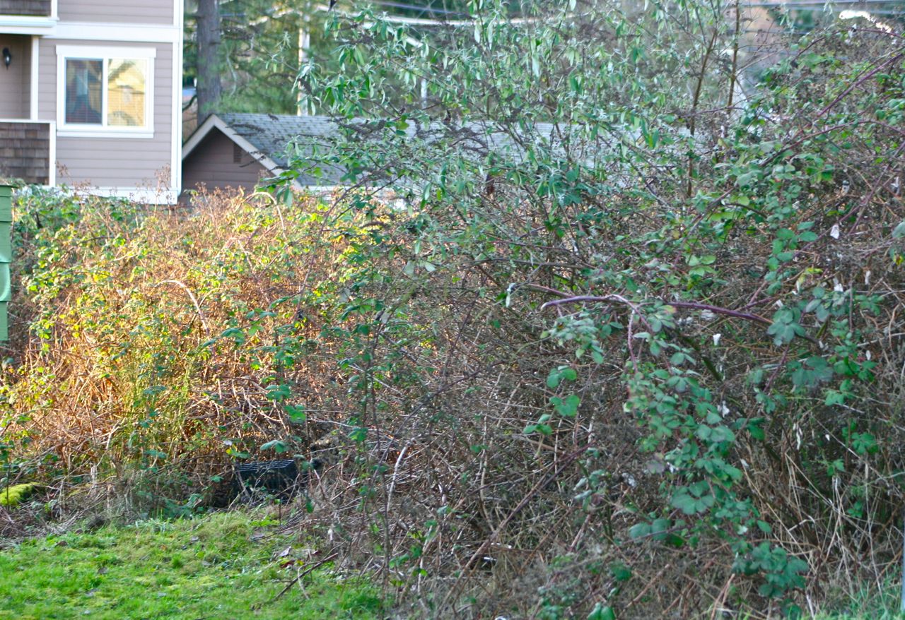 Ecosystems are everywhere…. i heart ecosystems