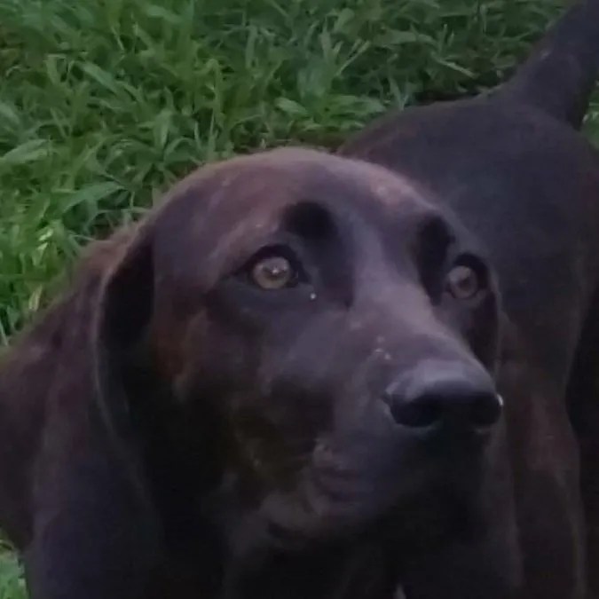 Photo Gallery Live Oak Veterinary Hospital