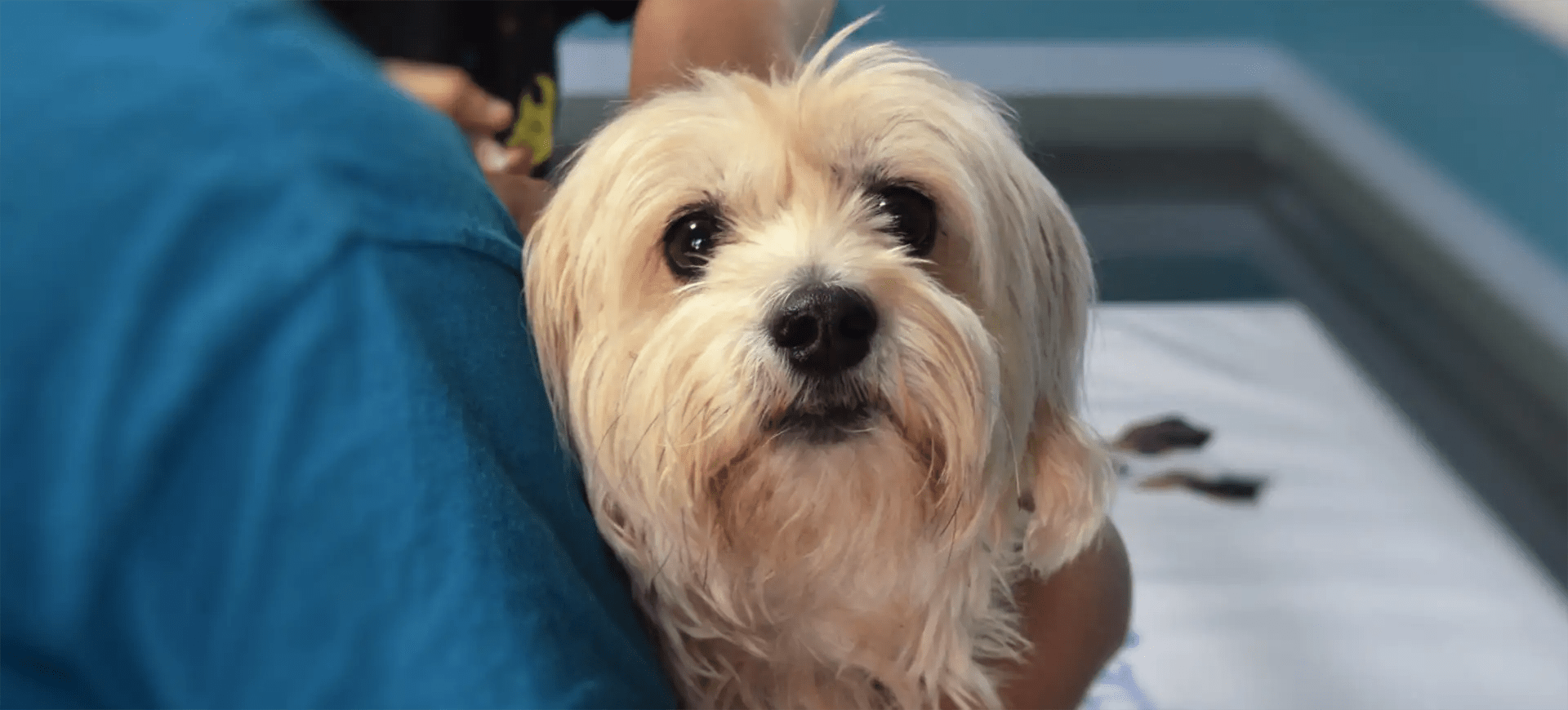 Phovia Light Therapy Live Oak Veterinary Hospital