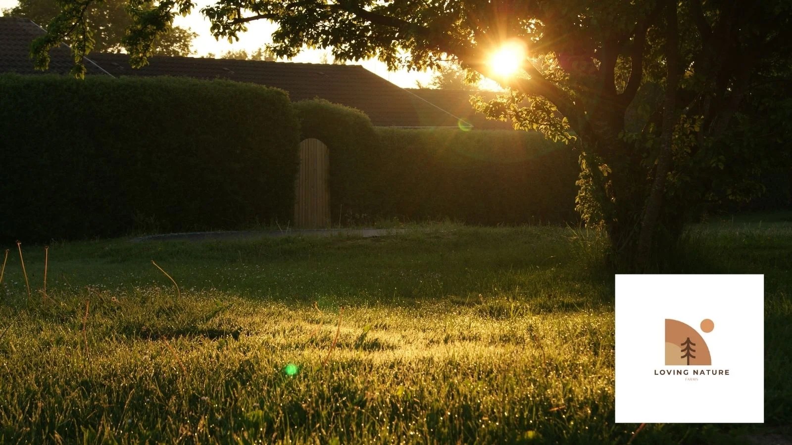 191+ Backyard Quotes And Sayings