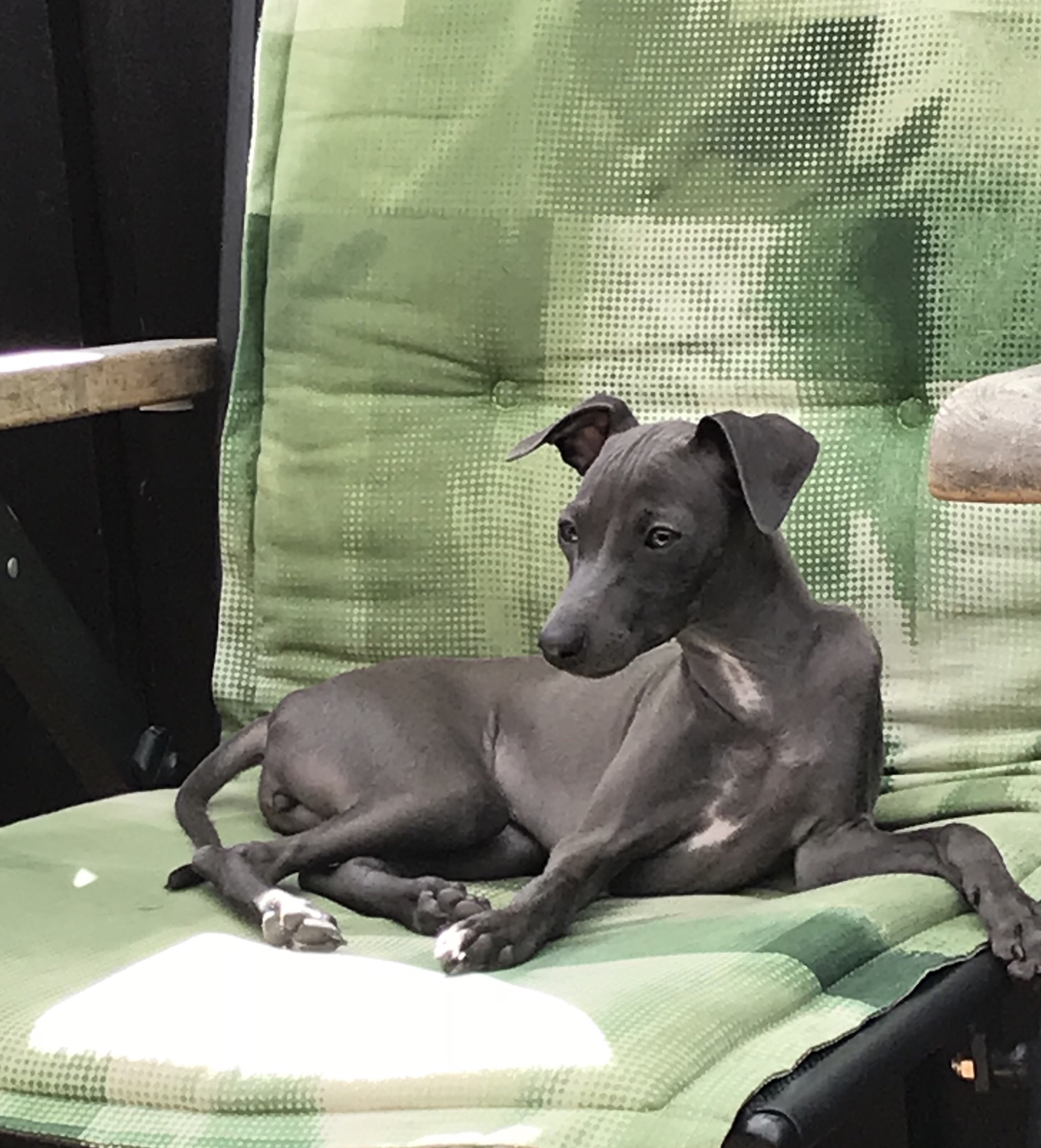 Vadå, varför får inte jag hoppa upp på stolarna😅 Lovolys