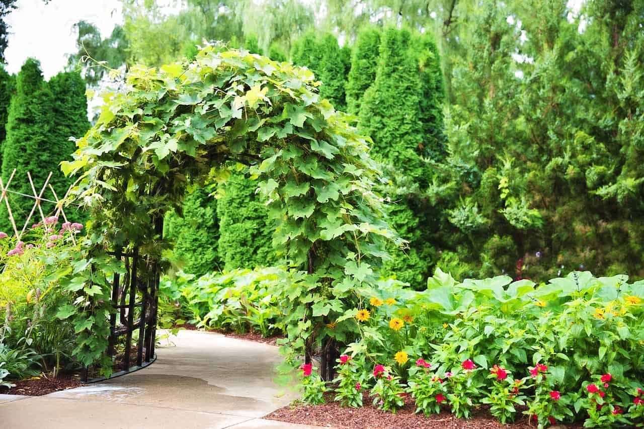TOP 5 most popular plants for pergolas Lovyard