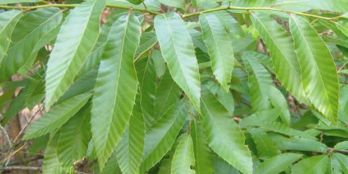 クヌギ（椚） - 庭木図鑑 植木ペディア クヌギ」と「コナラ」の違いは? | 1分で読める!! [ 違いは? ]