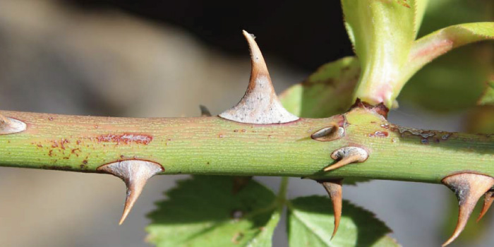ふじいばらはどんな植物？ わかりやすく解説 Weblio辞書 薔薇(ばら)」と「茨(いばら)」の違いは? | 1分で読める!! [ 違いは? ]