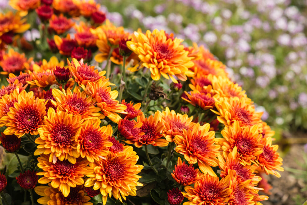 Best Flowers to Plant in Your Garden in the Fall LowCo Gardeners