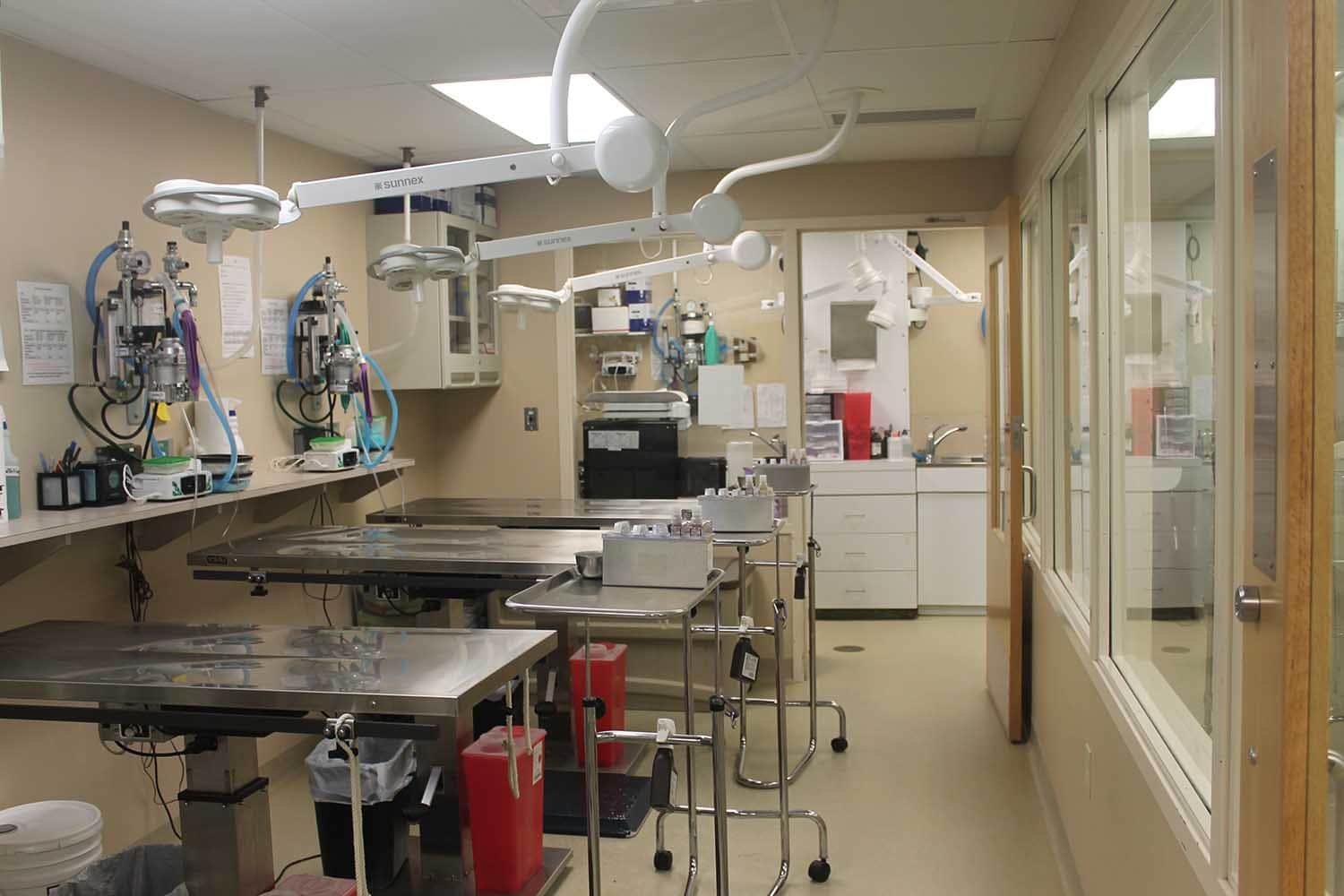 Dog Surgeries Low Cost Spay & Neuter Clinic