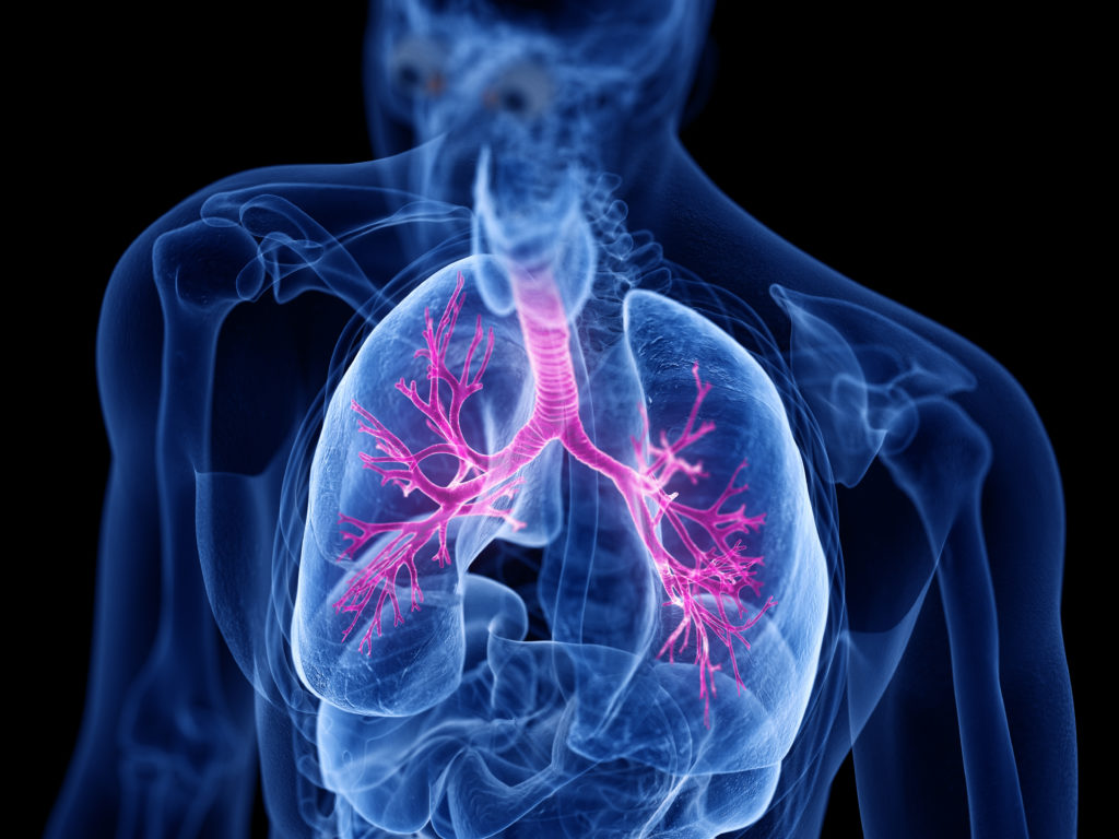 3d rendered medically accurate illustration of the bronchi Lowcountry