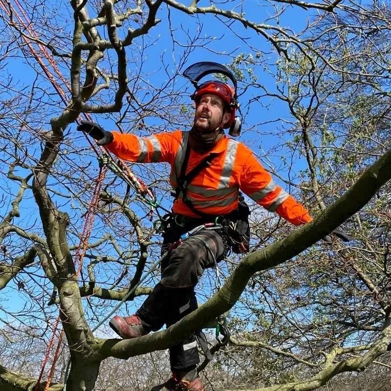 Ecologists Tree Climbing And Rescue (CS38) Lowe Maintenance