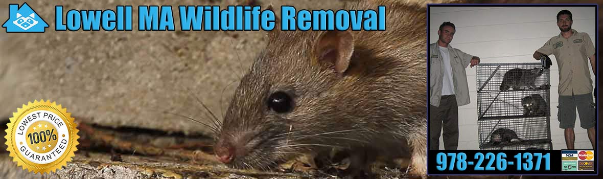 Pest Animal Removal Lowell Wildlife Control, Critter Trapping