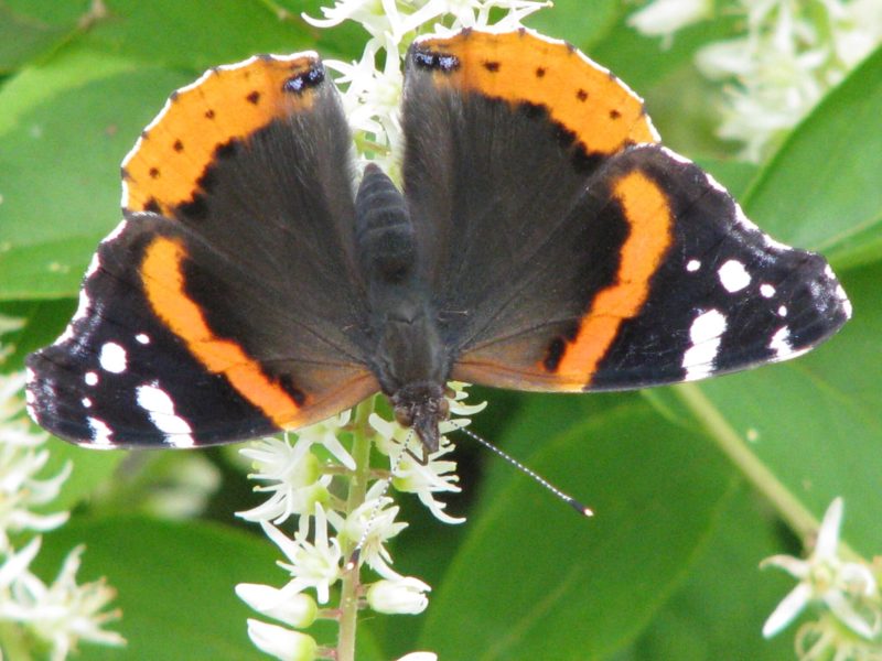 Red Admiral