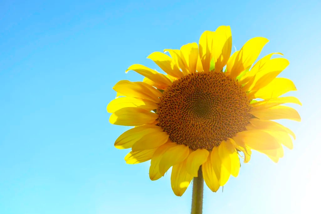 Is Sunflower Butter Low Fodmap (Answered!)