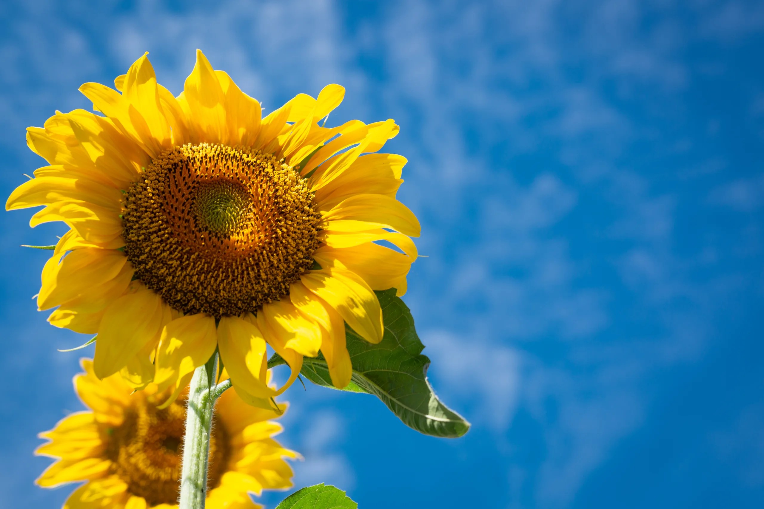 Is Sunflower Butter Low Fodmap (Answered!)