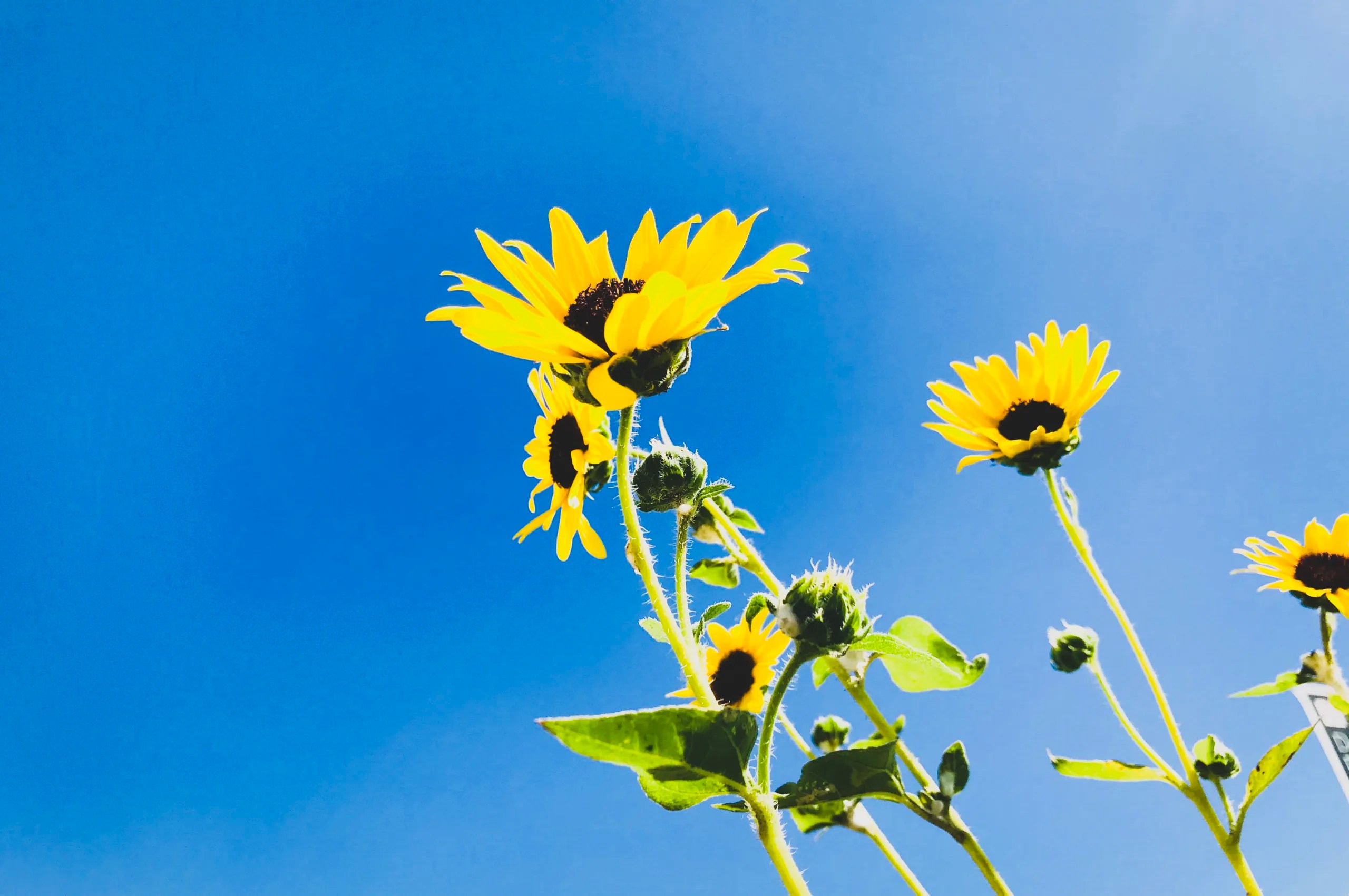 Is Sunflower Butter Low Fodmap (Answered!)