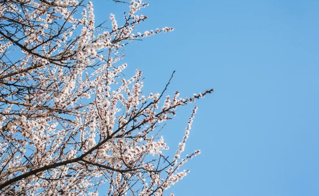 Is Apricot Low FODMAP? (Answered!)