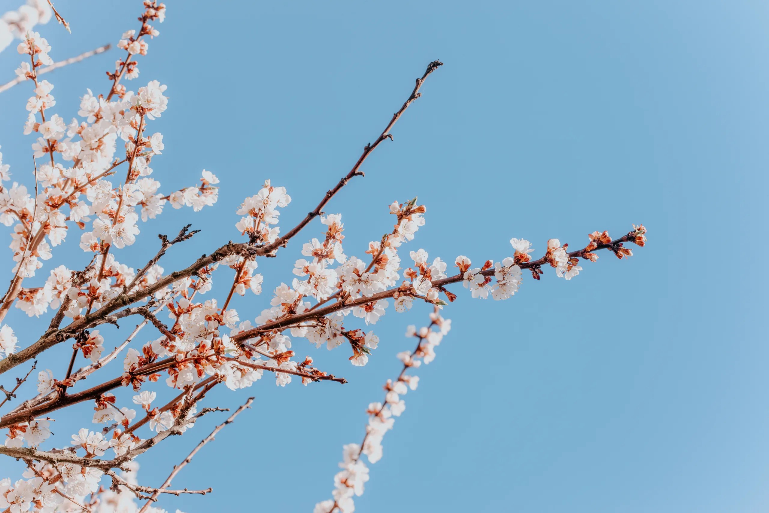 Is Apricot Low FODMAP? (Answered!)