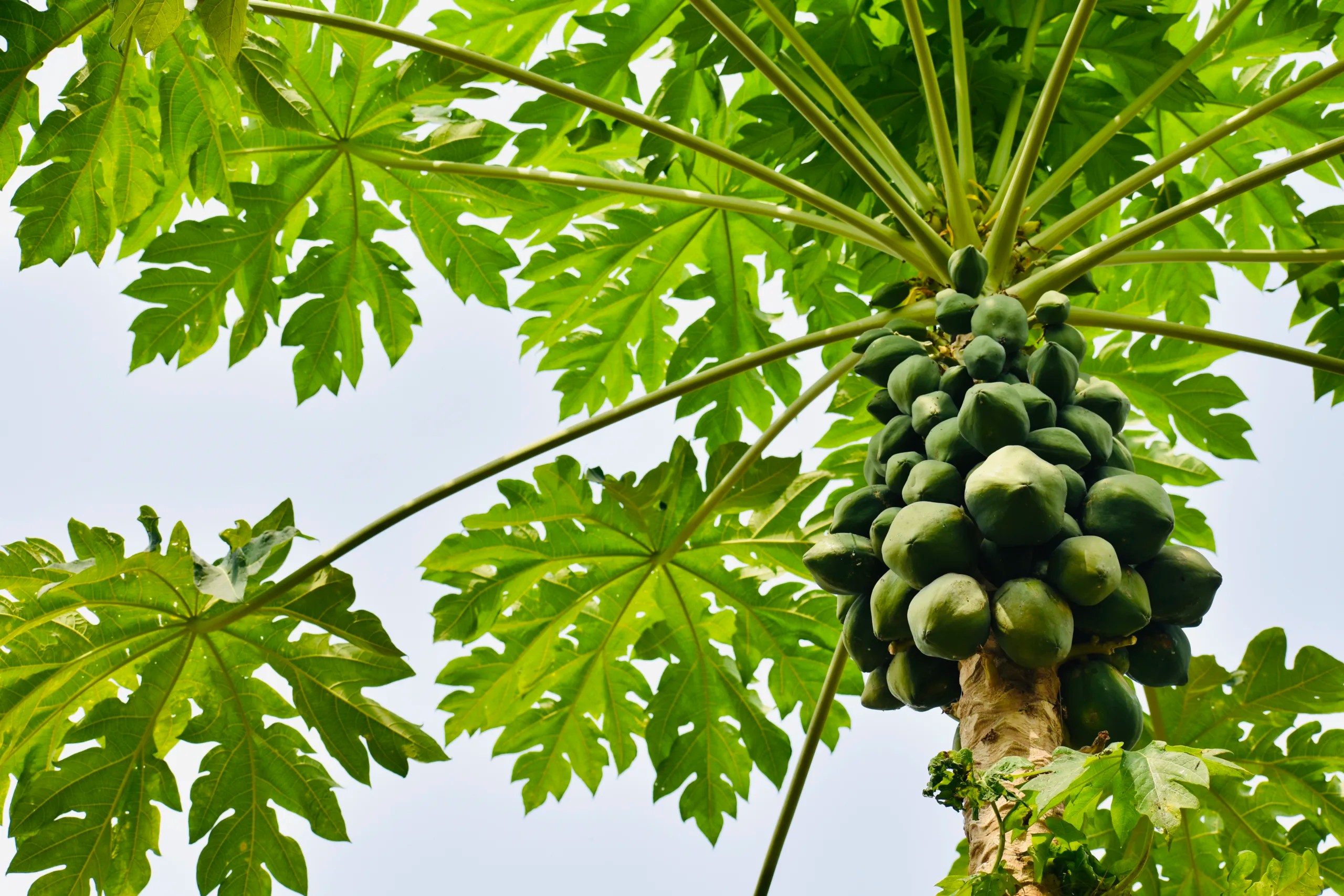 Is Papaya Low FODMAP? (Answered!)