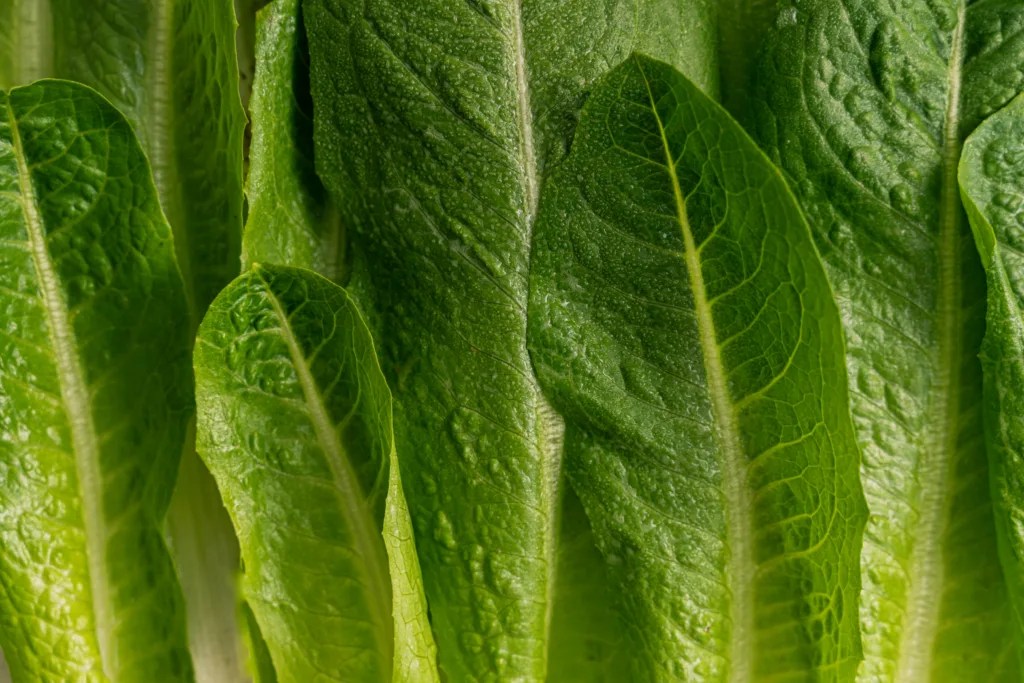 Is Romaine Lettuce Low FODMAP? (Answered!)
