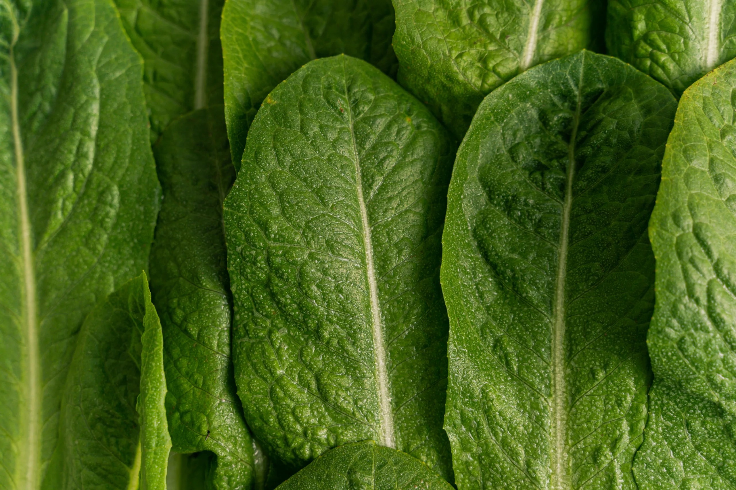 Is Romaine Lettuce Low FODMAP? (Answered!)