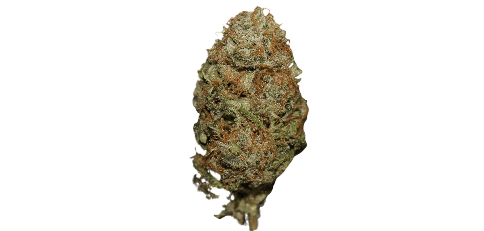 Bruce Banner Strain A Powerful Hybrid Strain With Story