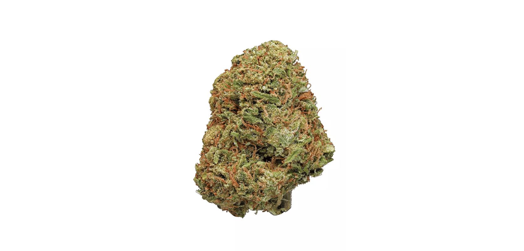 What Makes Northern Lights Strain a Top Choice at Dispensary
