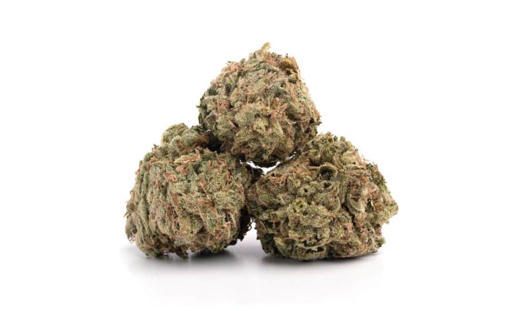 Take a Trip to Paradise With the Mango Haze Strain A Review