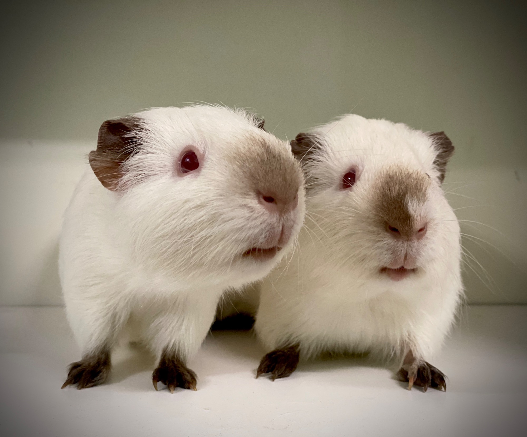 himalayanguineapigs Lowqy Copy