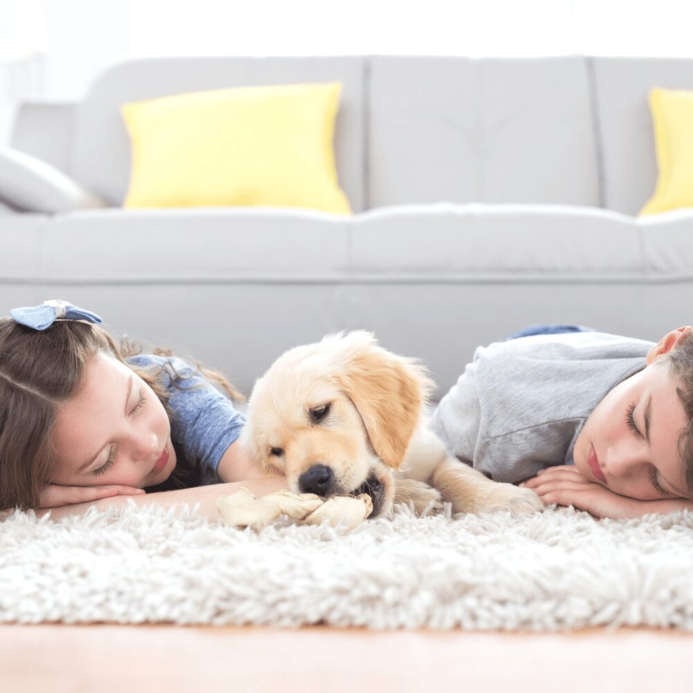 Best Dry Cleaner Denver Colorado Lowry Cleaners