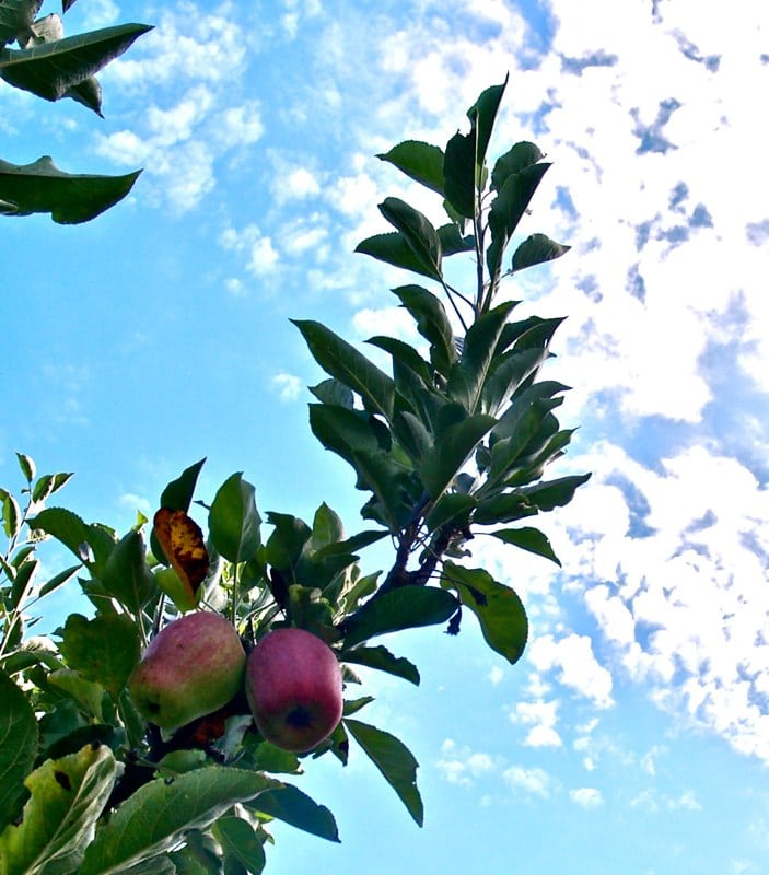 Why Is My Tree Not Blooming? Low Stump Tree Service