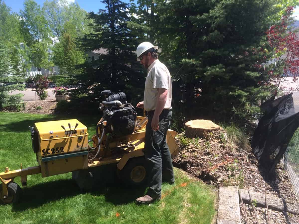 Stump Grinding Low Stump Tree Services in Park City