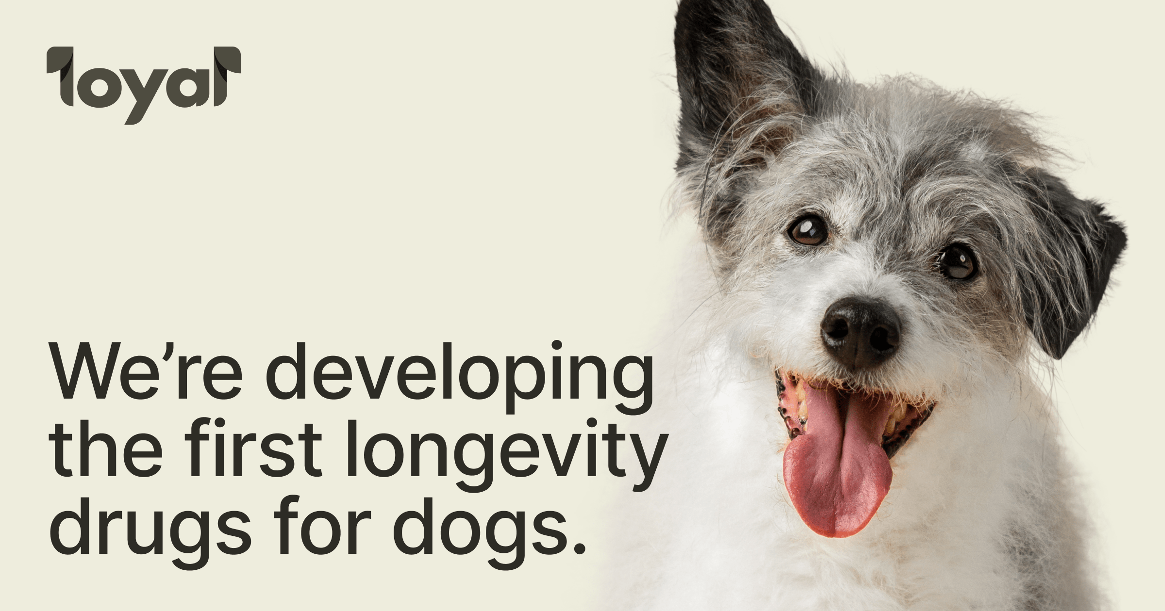 What to include in senior dog wellness exams: 5 clinical assessments